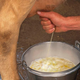 Illustration for article titled Cow Ted Cruz Milking In Wisconsin Photo Op Only Giving Curdled, Foul Liquid